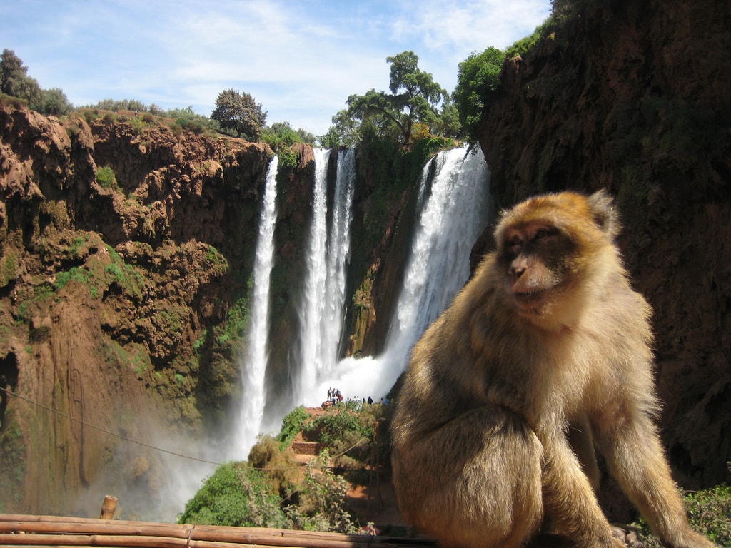 Excursion Cascadas de Ouzoud